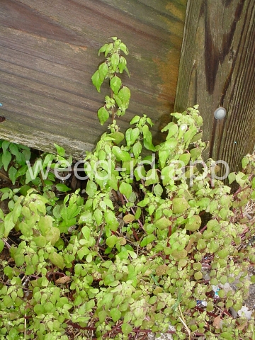 pellitory, Florida